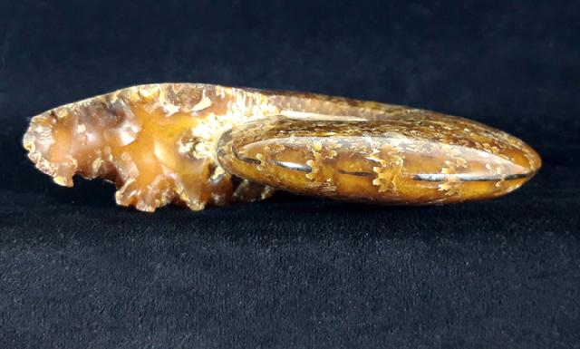 Cleoniceras (Grycia) cf. besairiei COLLIGNON 1949 - Bild © FossNet FossilienStore